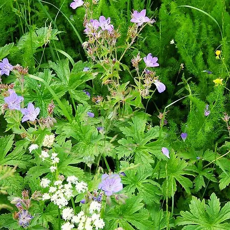 Gesund Wohnen Apartamento *