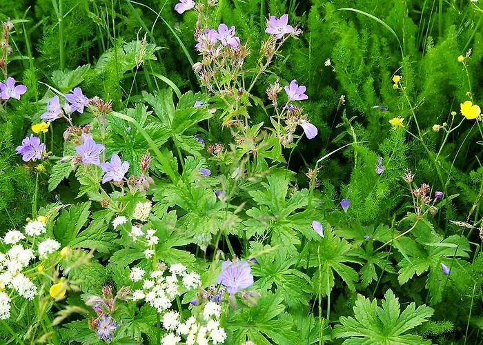 Gesund Wohnen Апартаменты *